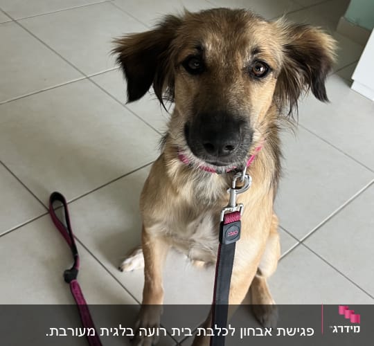 כלב עם רצועה יושב על רצפה בבית
